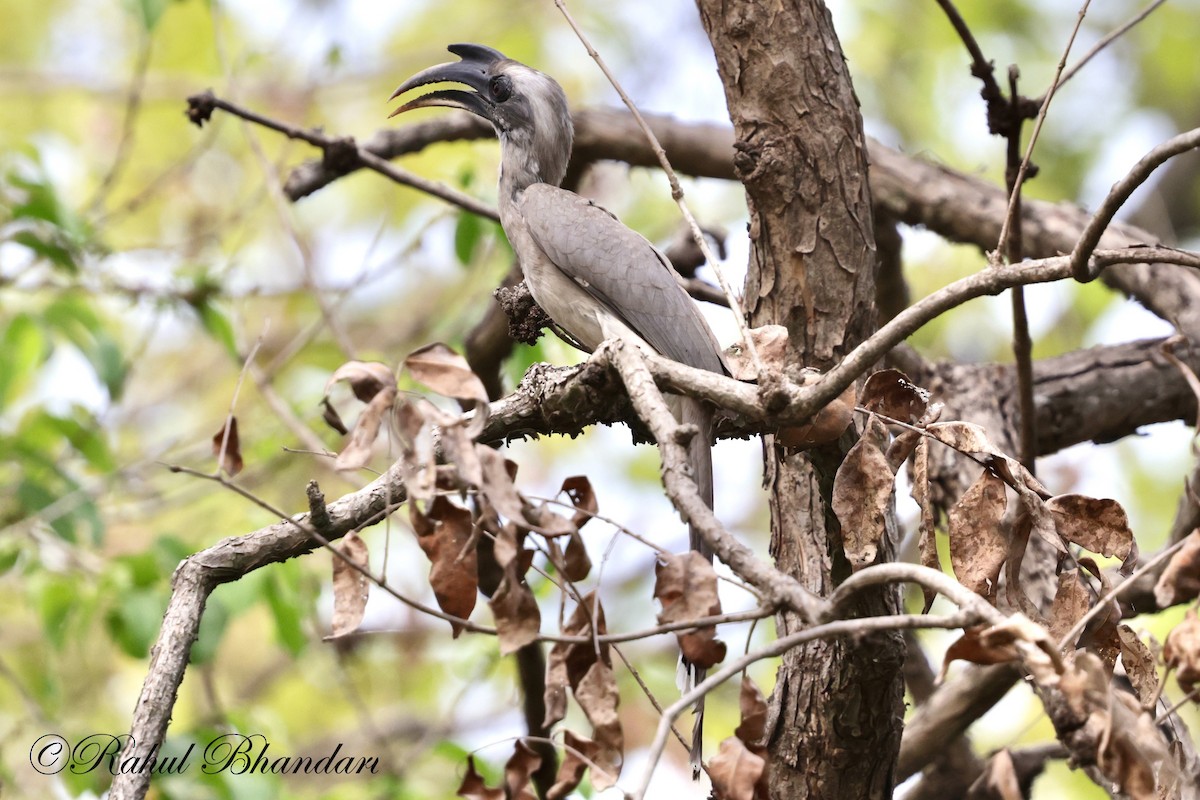 Indian Gray Hornbill - ML619626398