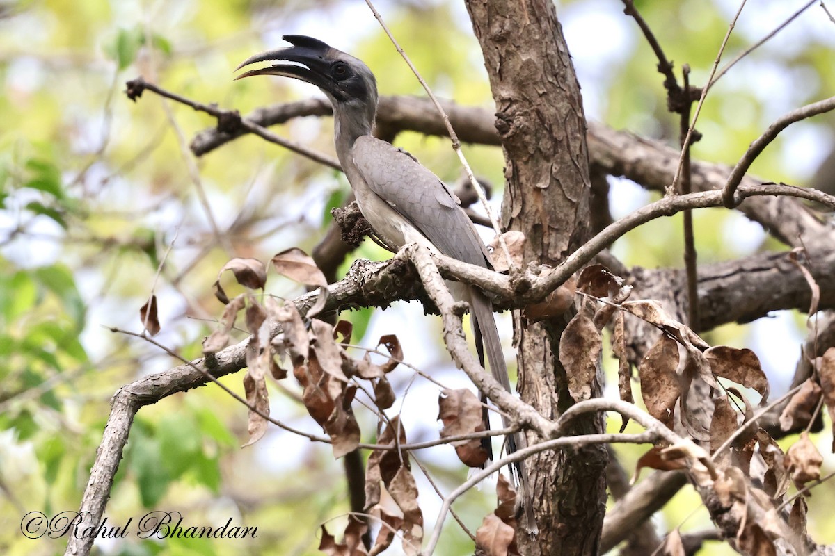 Indian Gray Hornbill - ML619626403