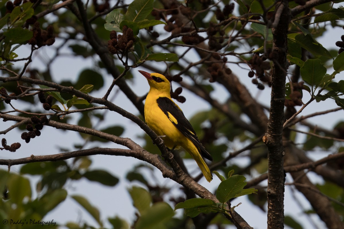 Indian Golden Oriole - ML619626405