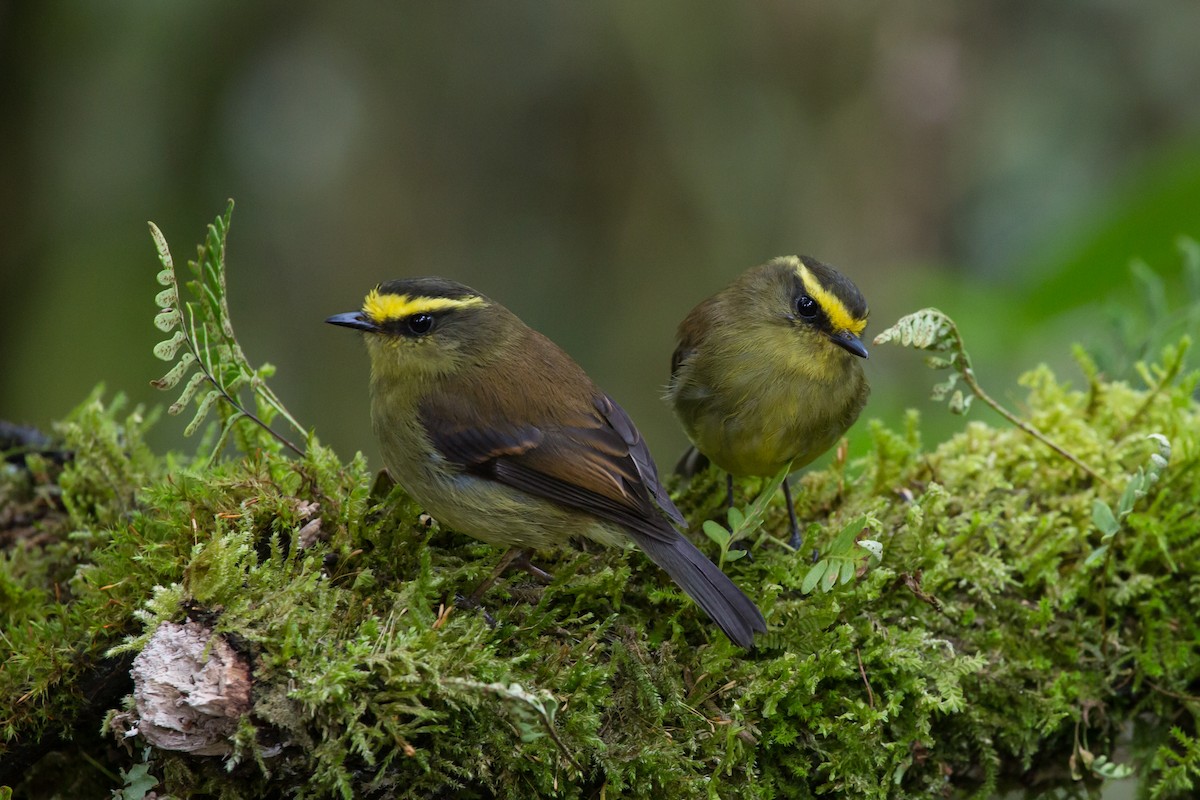 Yellow-bellied Chat-Tyrant - ML619626413