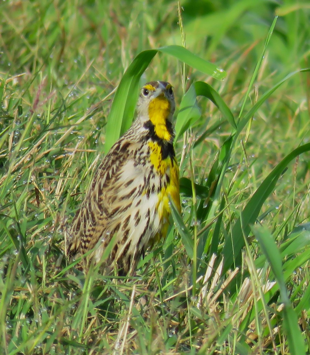 Eastern Meadowlark (Cuban) - ML619626418