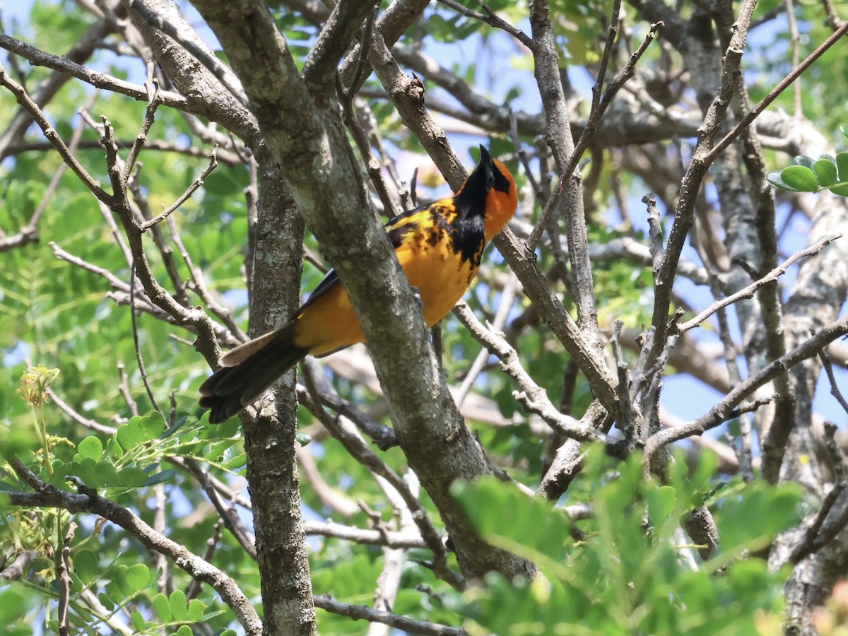Spot-breasted Oriole - ML619626496