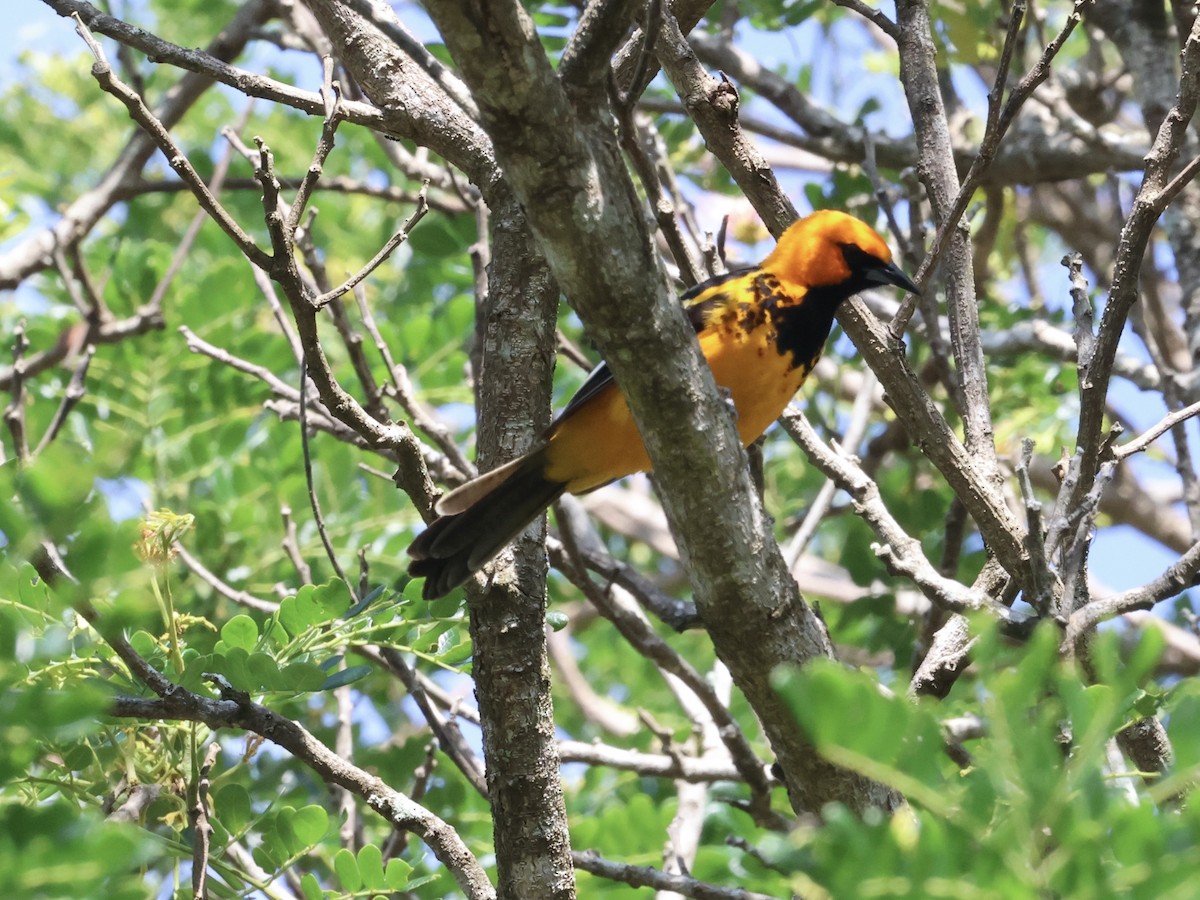Spot-breasted Oriole - ML619626498