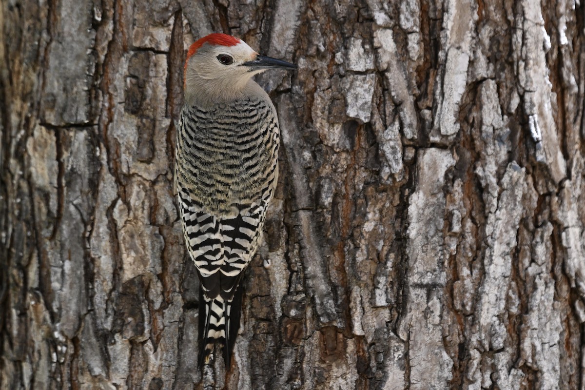 West Indian Woodpecker - ML619626544