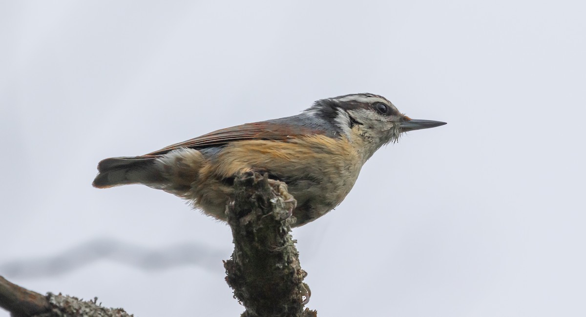 Red-breasted Nuthatch - ML619626618