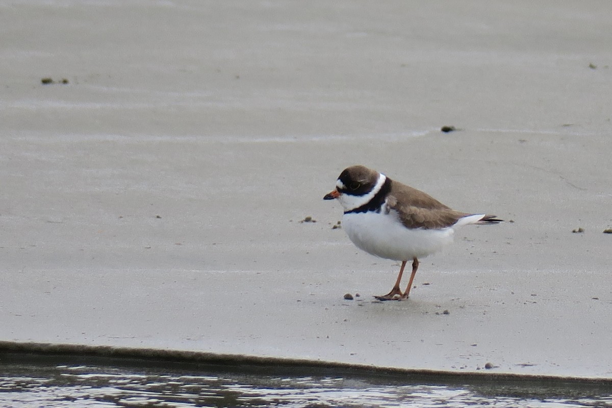 Semipalmated Plover - ML619626729