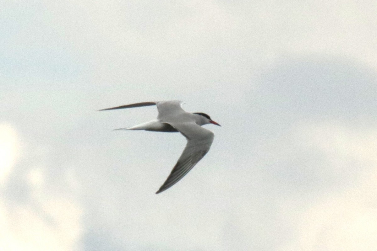 Common Tern - ML619626734