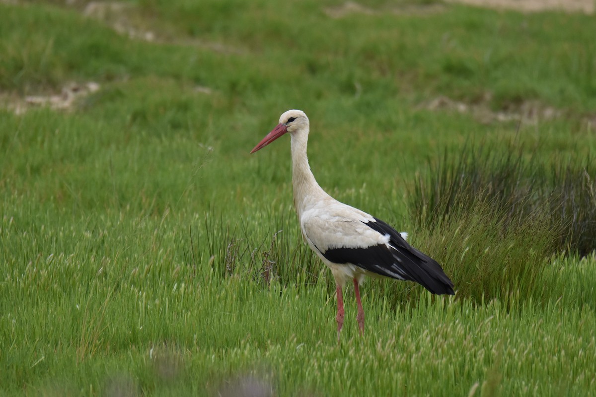 White Stork - ML619626737