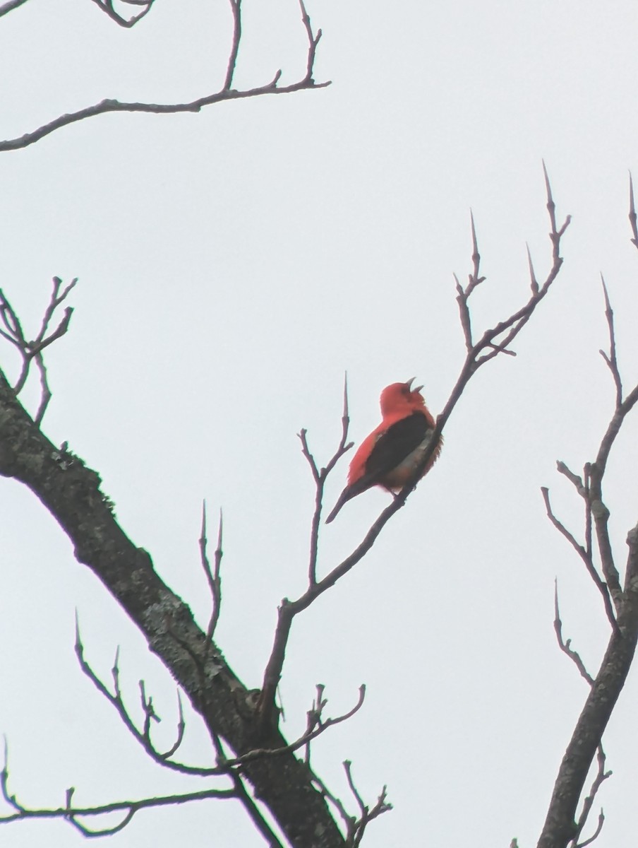 Scarlet Tanager - ML619626762