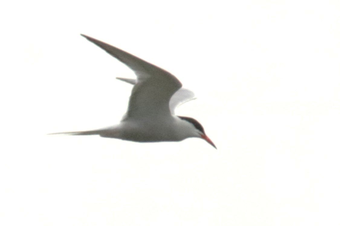 Common Tern - ML619626772