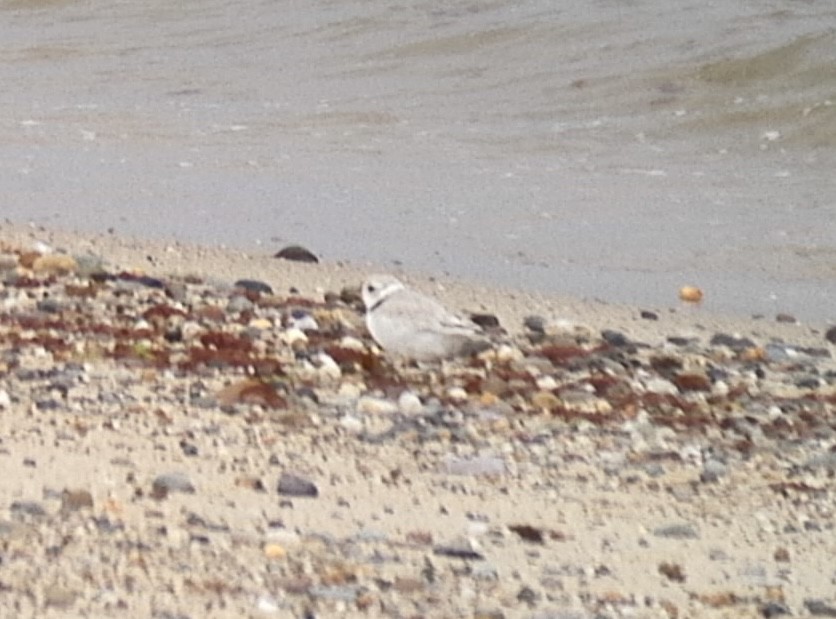 Piping Plover - ML619626805