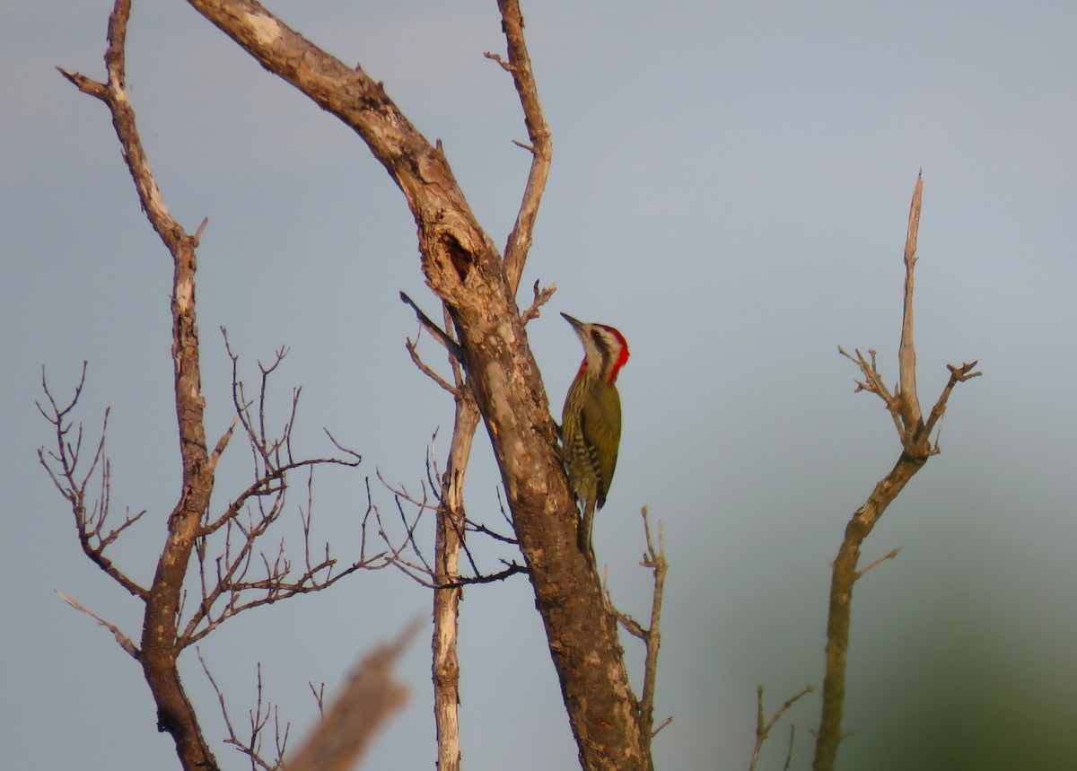 Cuban Green Woodpecker - ML619626830