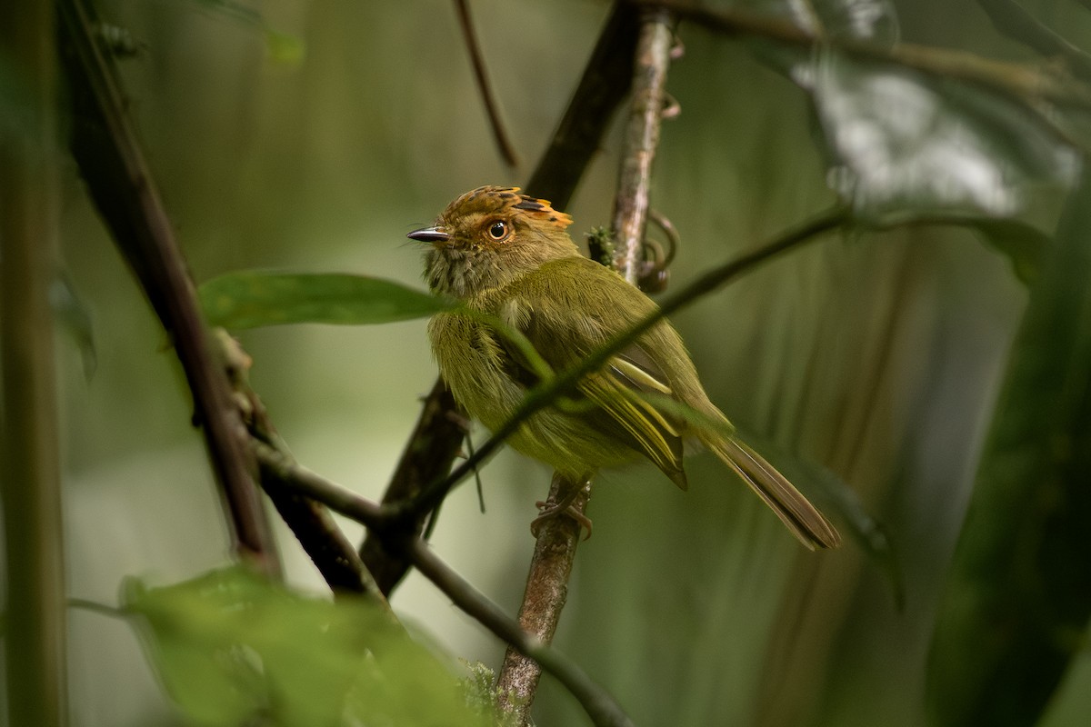 Scale-crested Pygmy-Tyrant - ML619626841