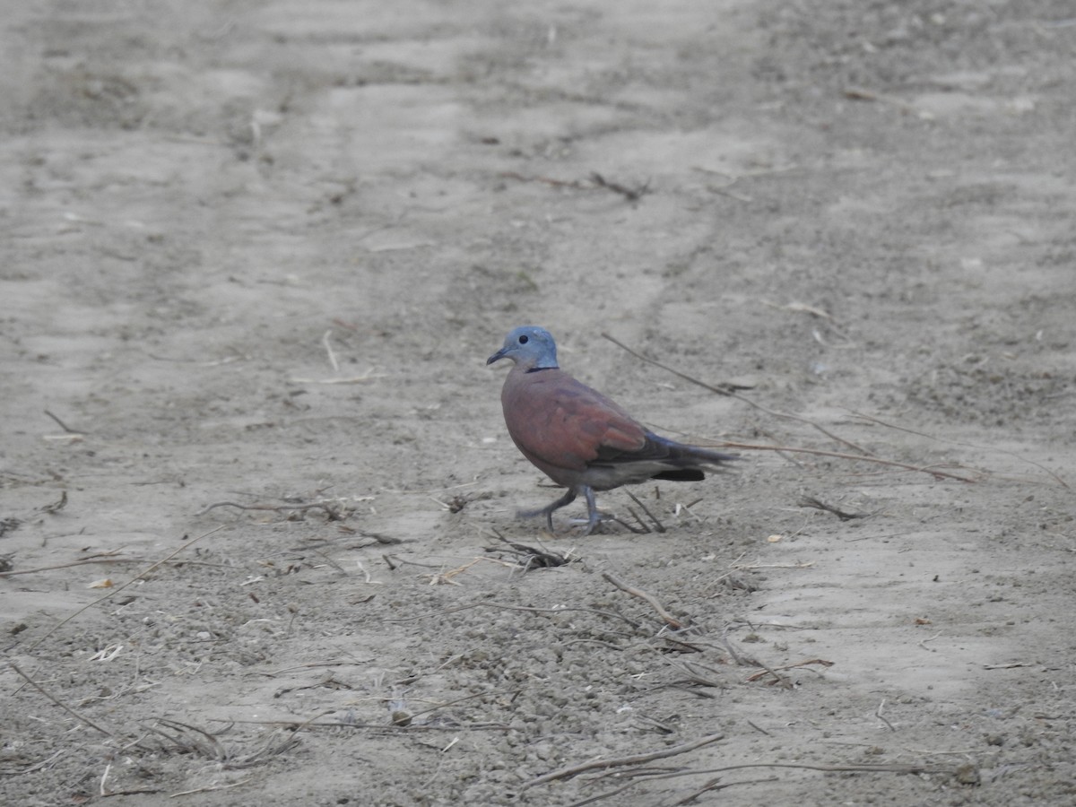 Red Collared-Dove - ML619626926