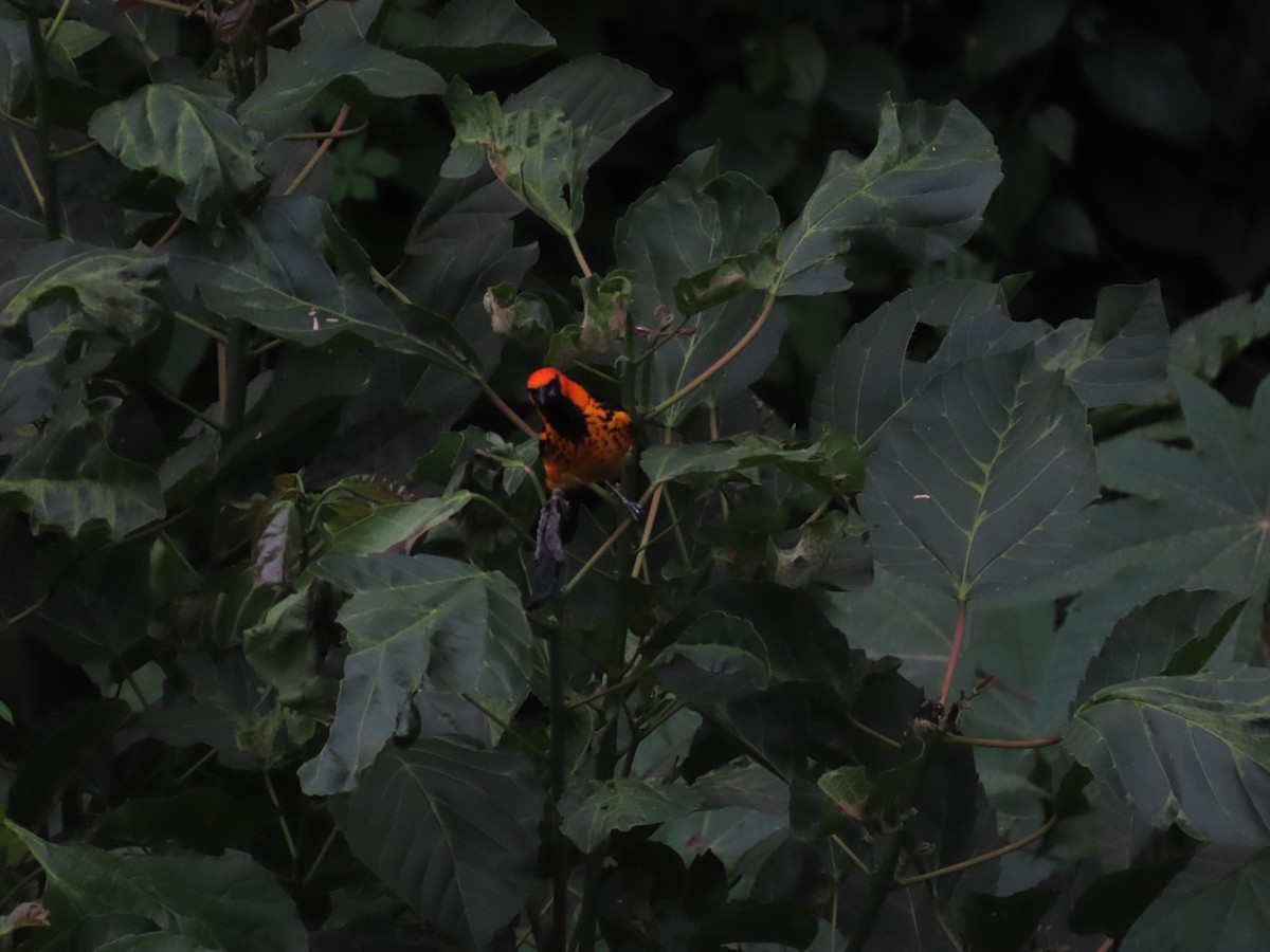 Spot-breasted Oriole - ML619626935