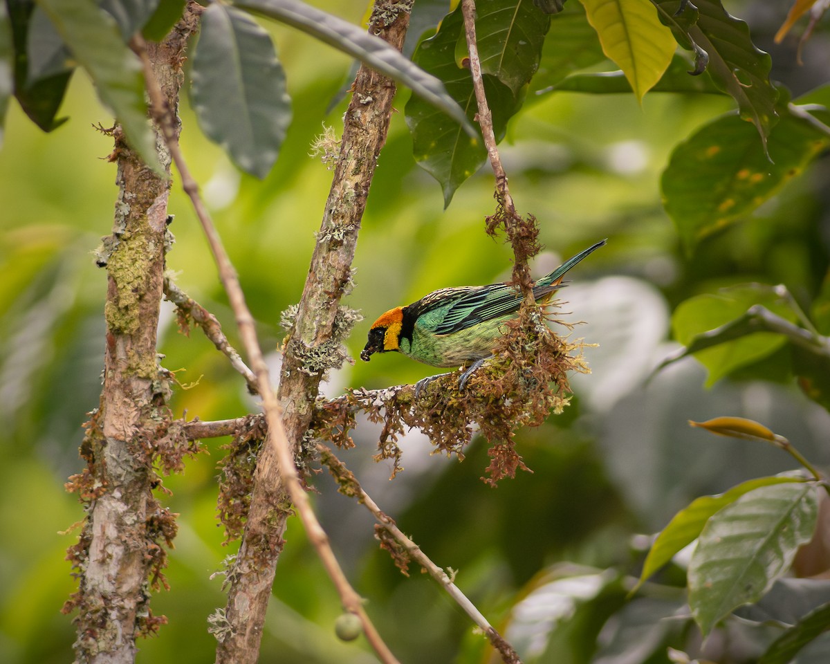 Flame-faced Tanager - ML619626945