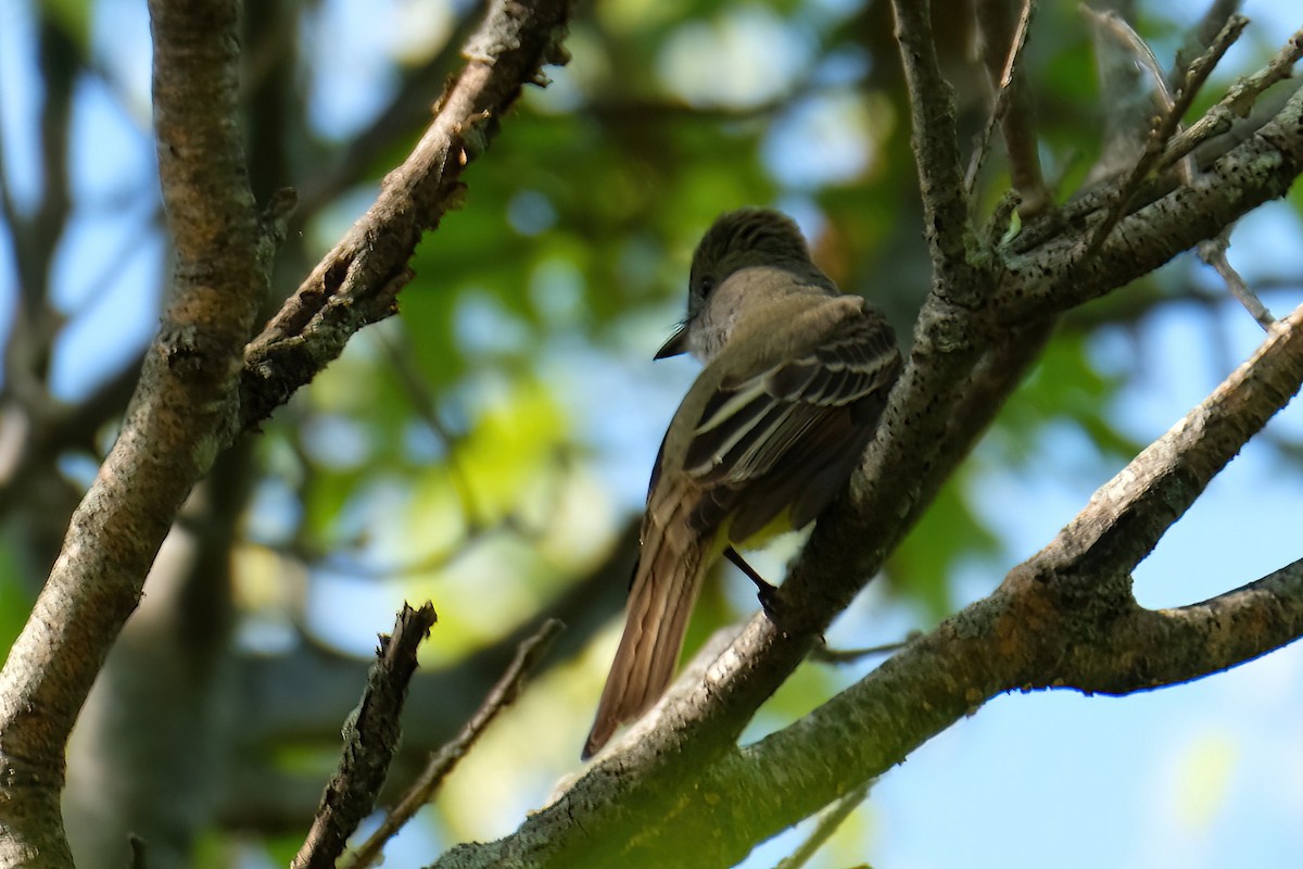 Great Crested Flycatcher - ML619626979