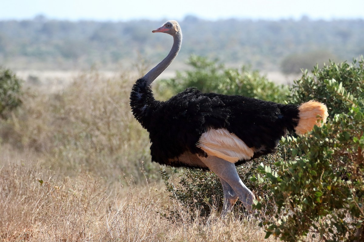 Somali Ostrich - ML619626984