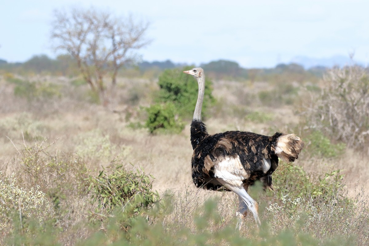 Somali Ostrich - ML619626985