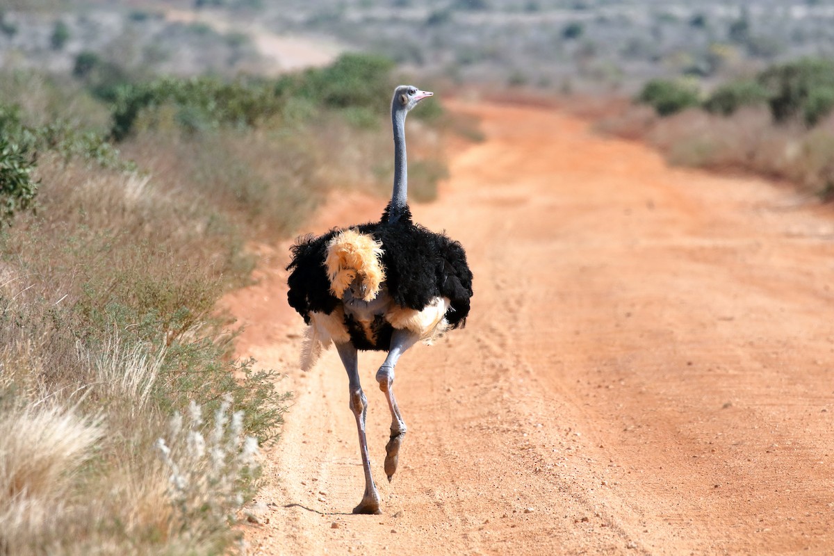 Somali Ostrich - ML619626989