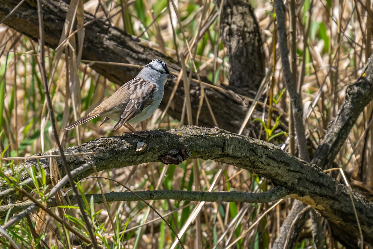 White-crowned Sparrow - ML619627005