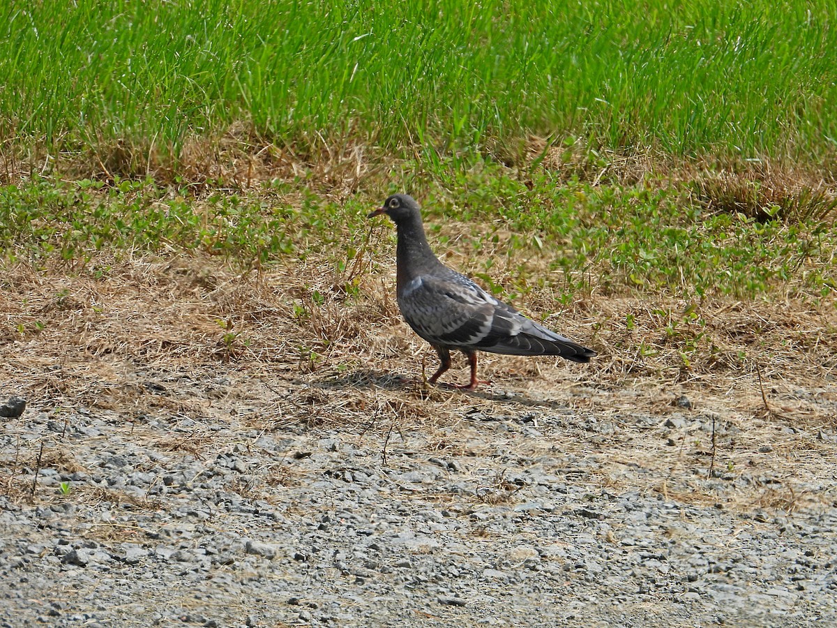 Rock Pigeon (Feral Pigeon) - ML619627019