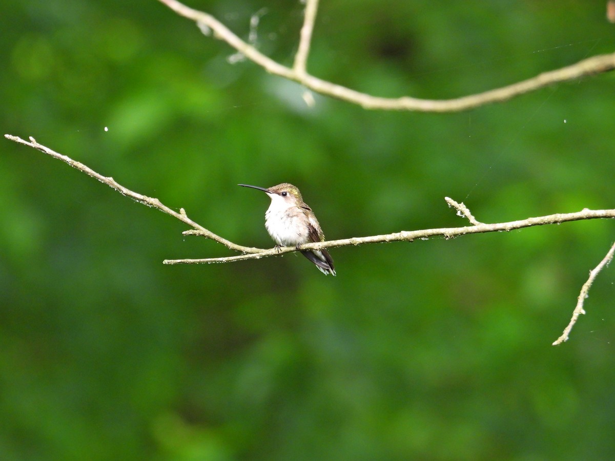 Ruby-throated Hummingbird - ML619627044