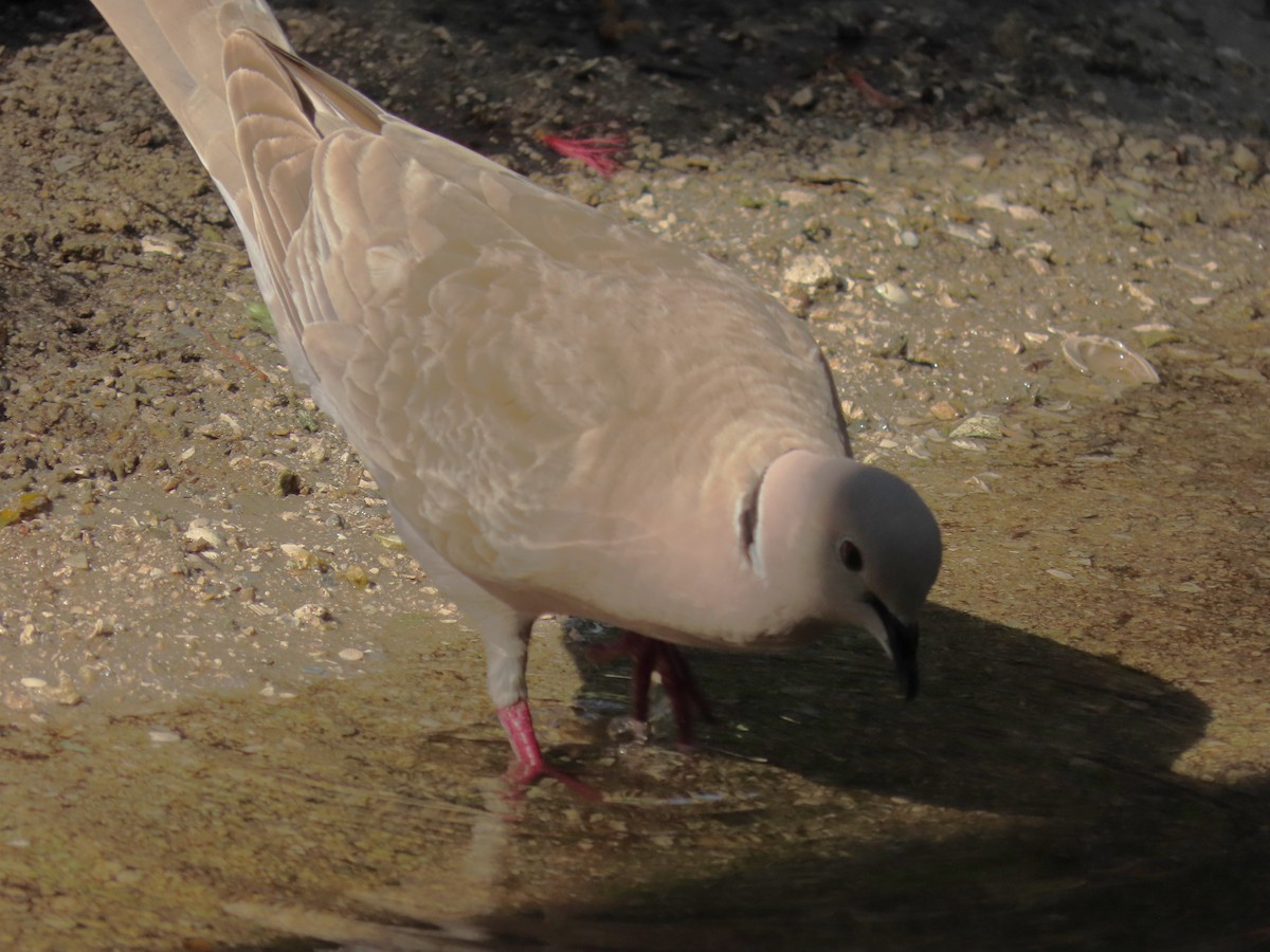 Eurasian Collared-Dove - ML619627081