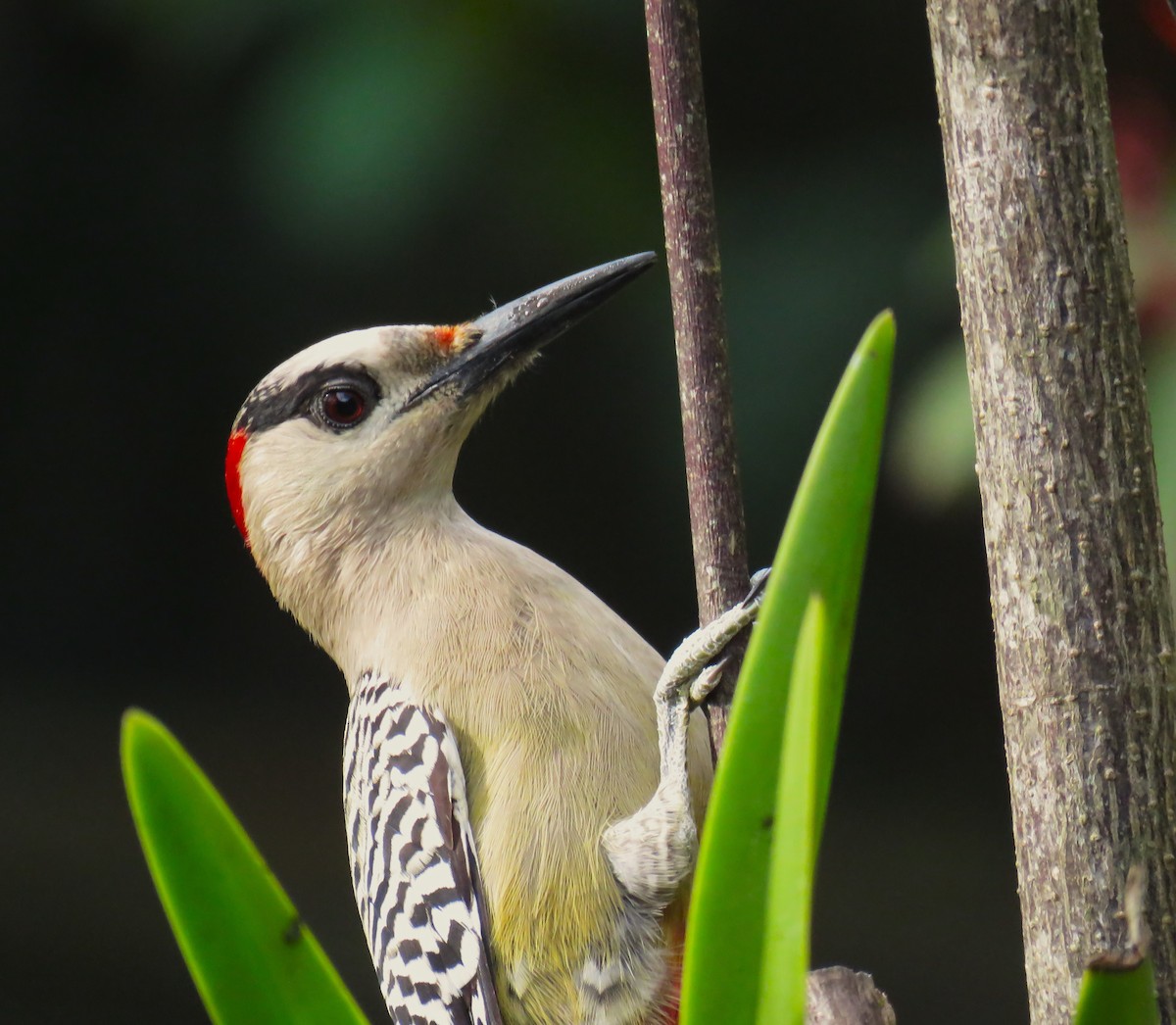 West Indian Woodpecker - ML619627138