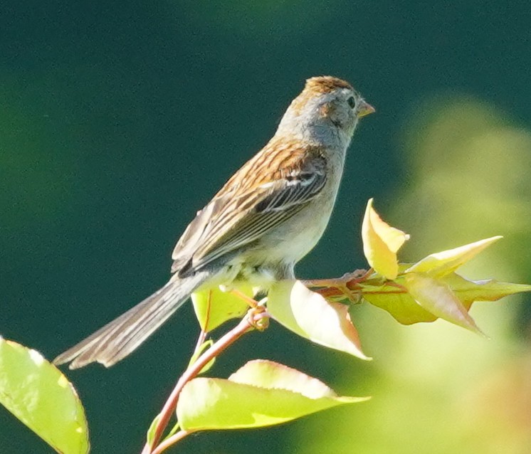 Field Sparrow - ML619627139