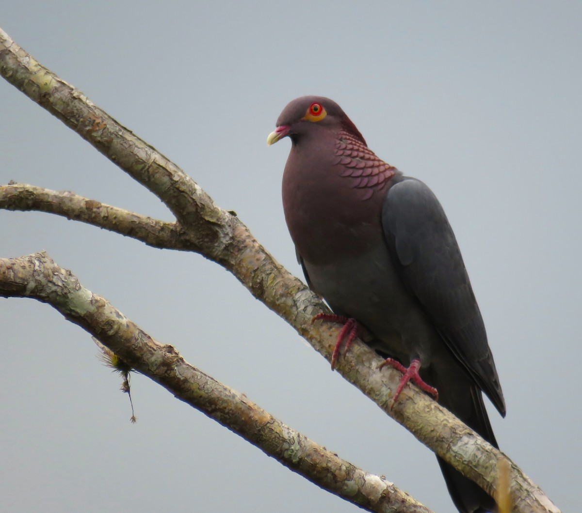 Scaly-naped Pigeon - ML619627232