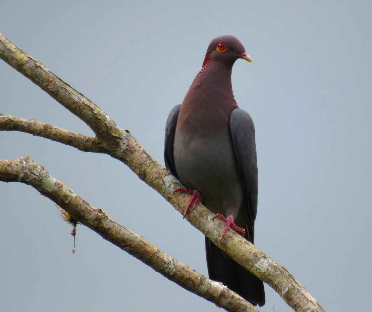 Pigeon à cou rouge - ML619627233