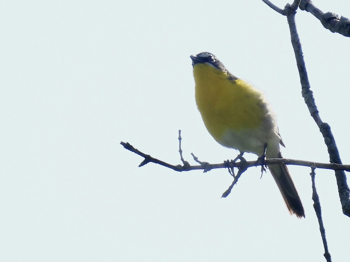 Yellow-breasted Chat - ML619627237