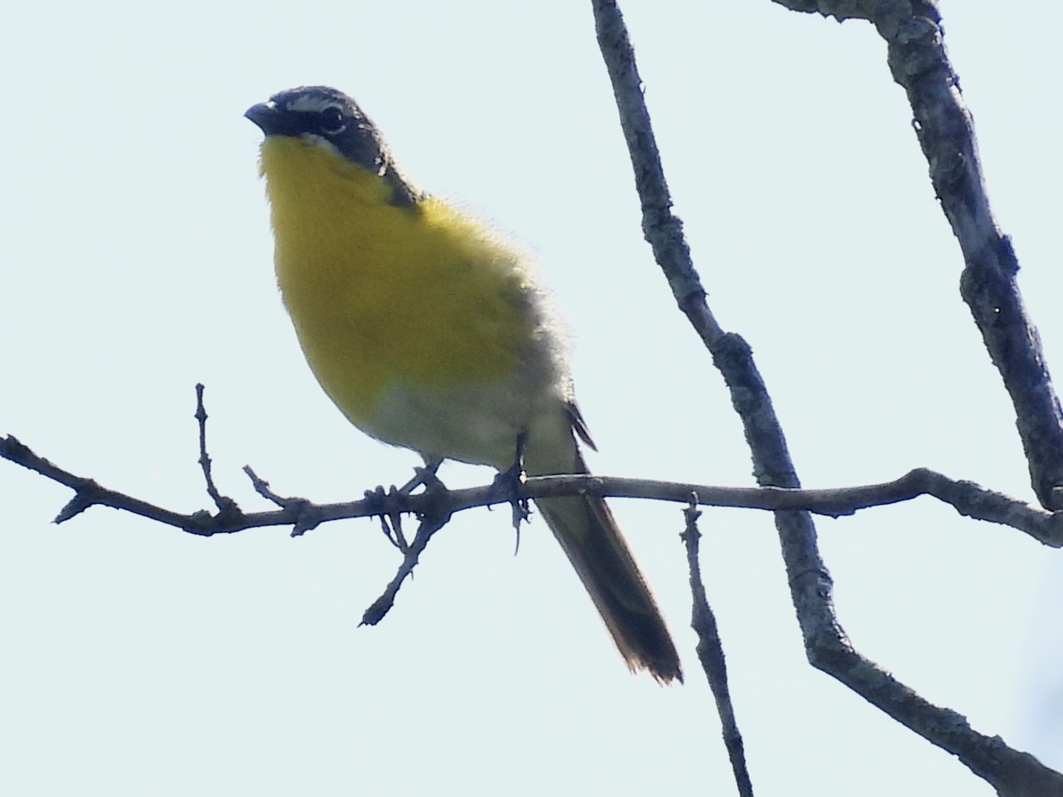 Yellow-breasted Chat - ML619627238