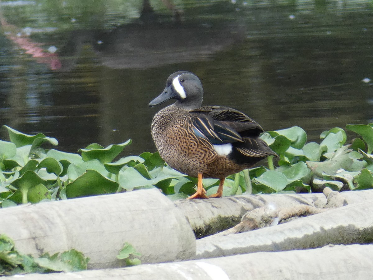 Blue-winged Teal - ML619627245