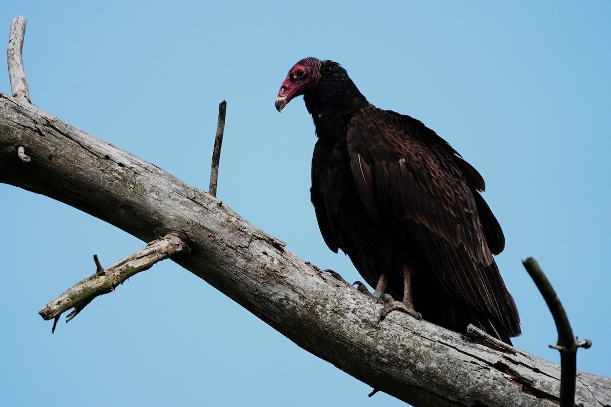 Turkey Vulture - ML619627301