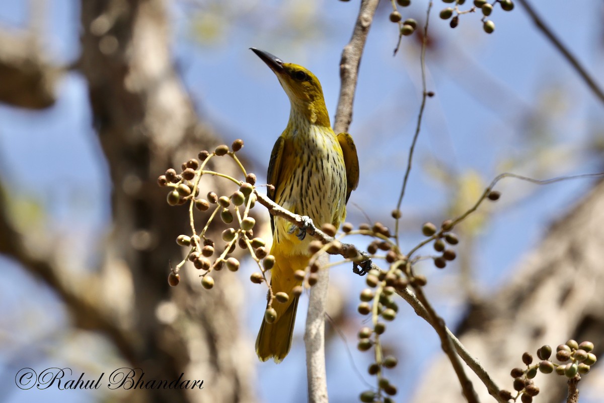 Indian Golden Oriole - ML619627348