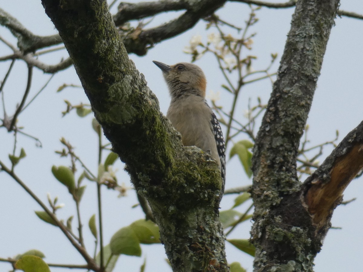 Red-crowned Woodpecker - ML619627351
