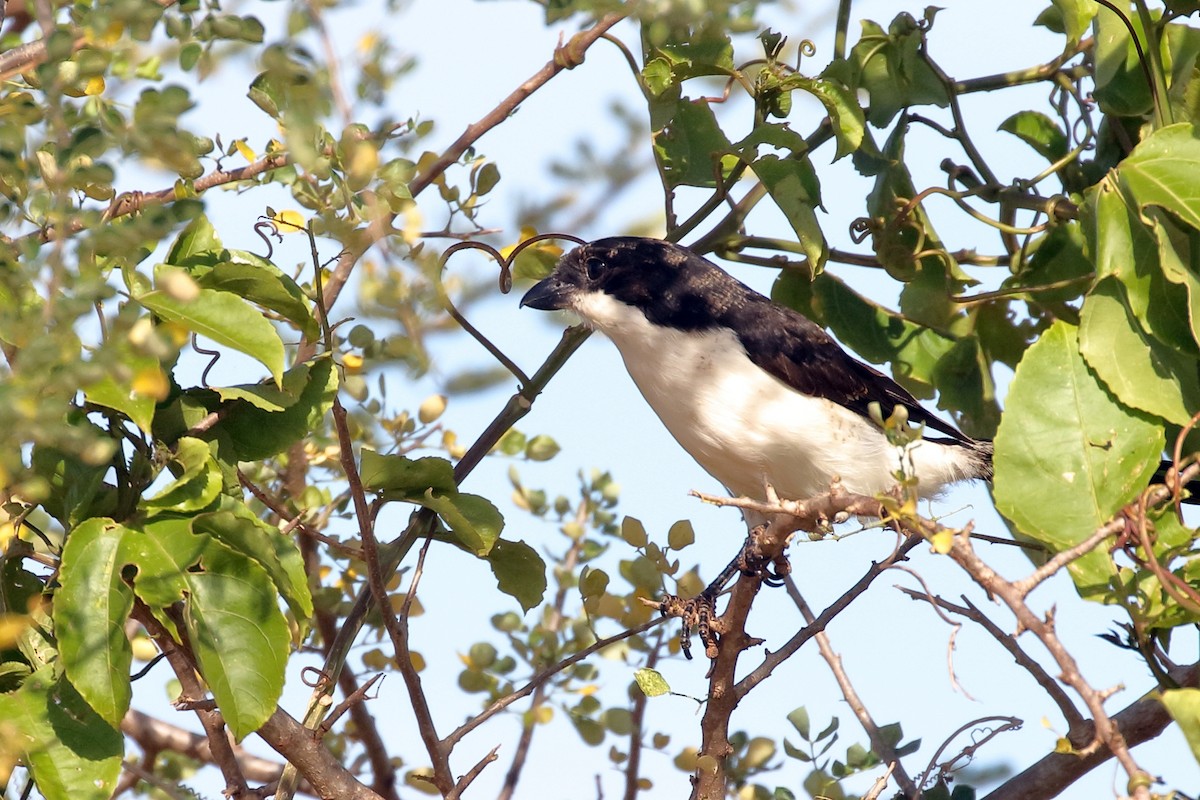 Long-tailed Fiscal - ML619627359