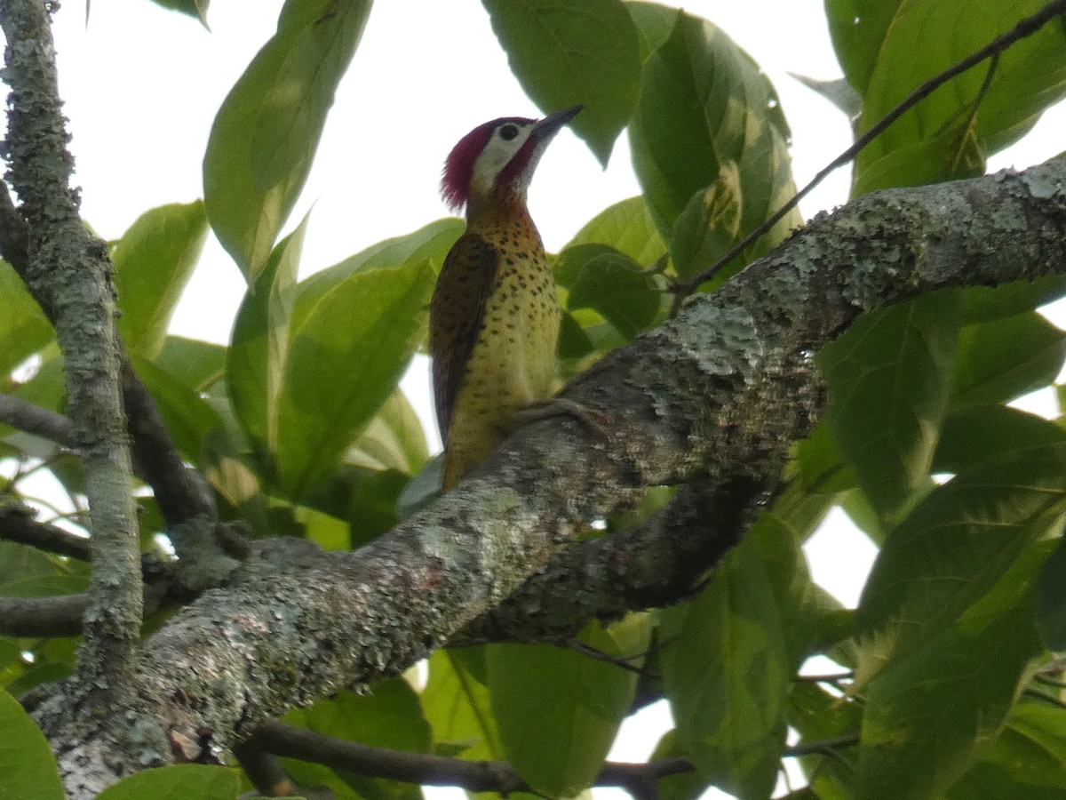 Spot-breasted Woodpecker - ML619627362