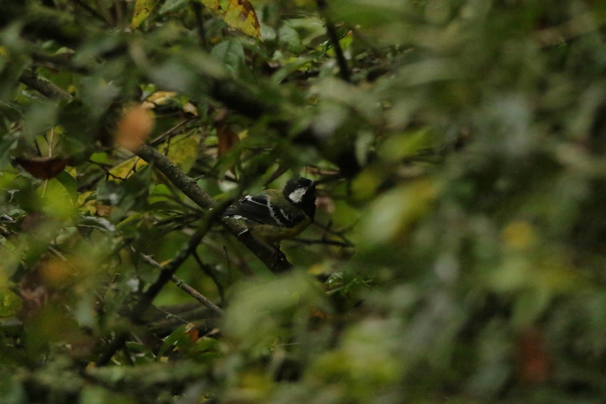 Green-backed Tit - ML619627423