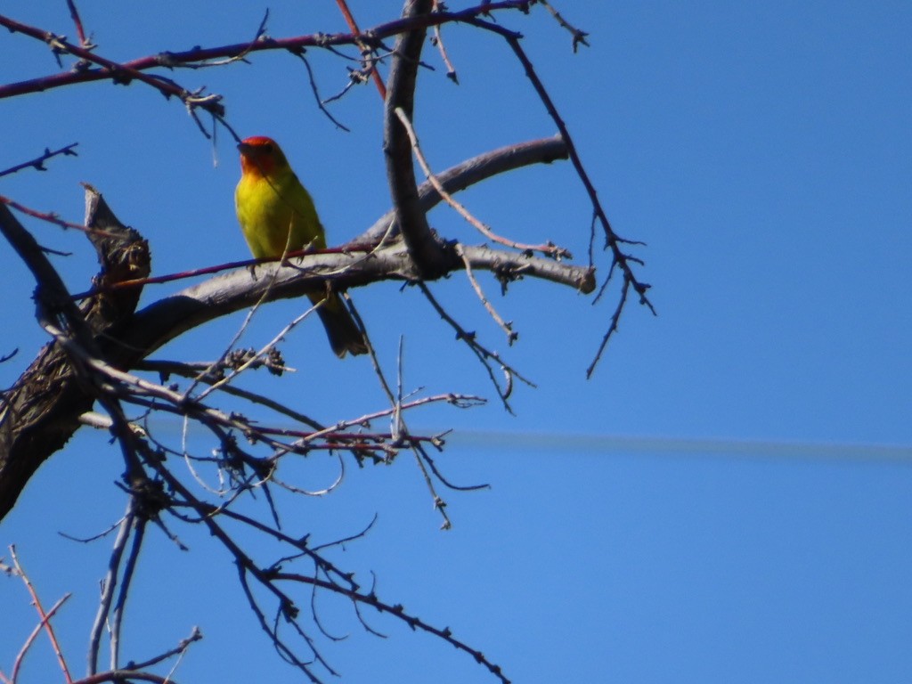 Western Tanager - ML619627456