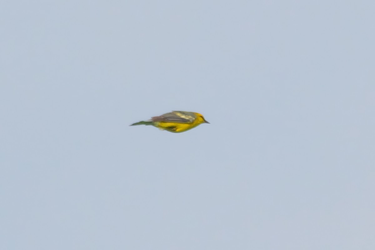 Blue-winged Warbler - ML619627478