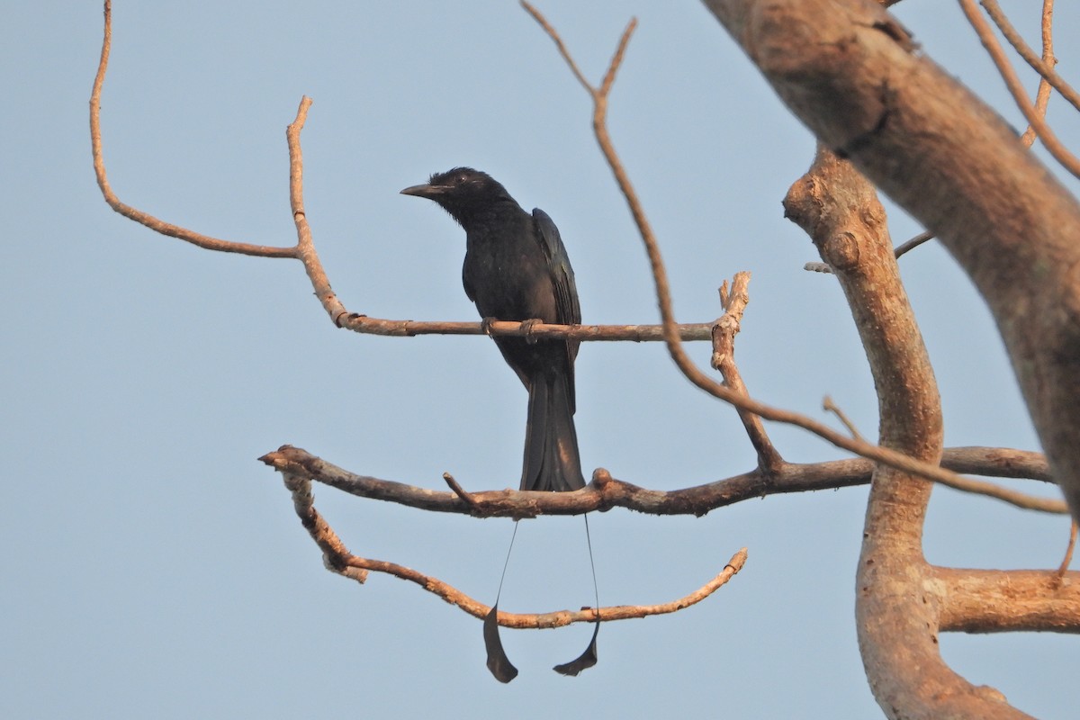Greater Racket-tailed Drongo - ML619627518