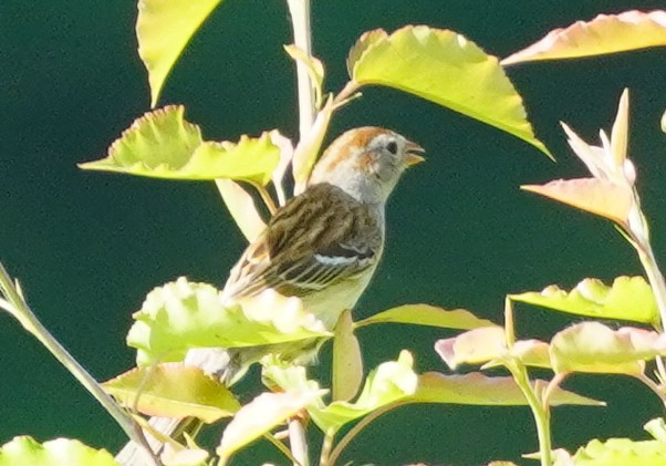 Field Sparrow - ML619627632