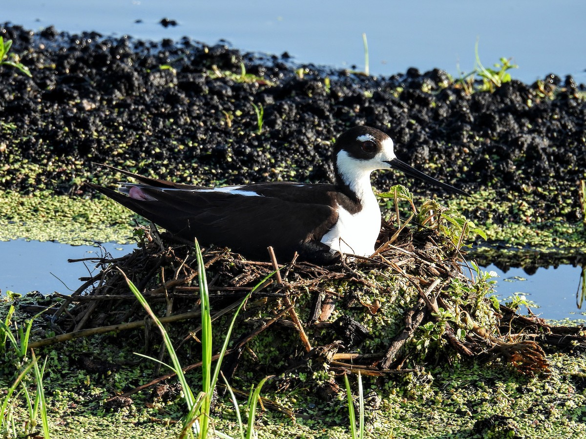 eBird Checklist 26 May 2024 A1 Flow Equalization Basin (A1 FEB
