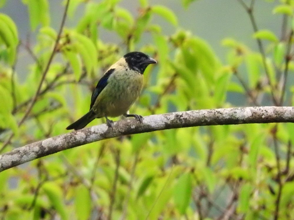 Black-headed Tanager - ML619627655