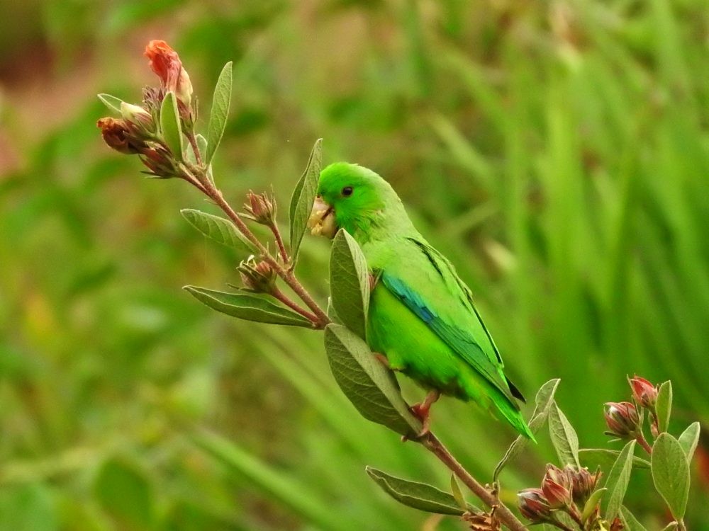 Yeşil Sokumlu Serçe Papağanı - ML619627663