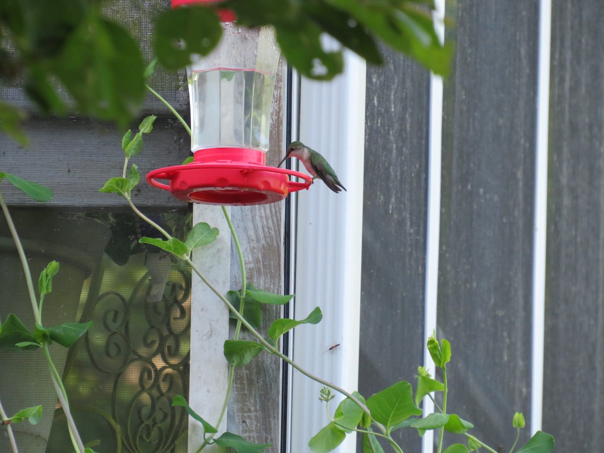 Ruby-throated Hummingbird - ML619627709