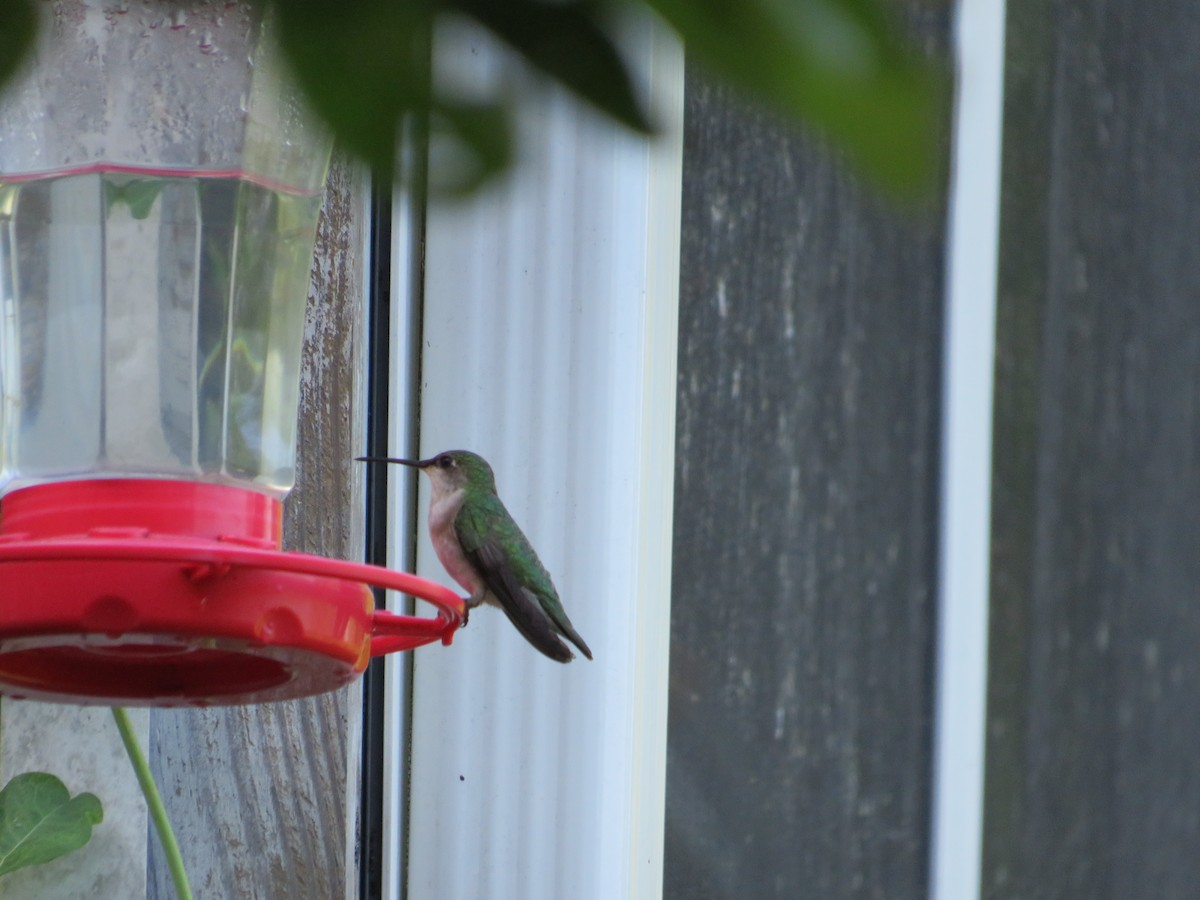 Ruby-throated Hummingbird - ML619627716
